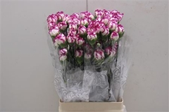 Dianthus Single Kino 70cm