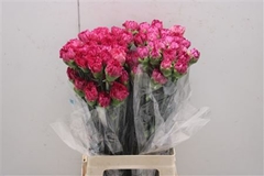 Dianthus Single Bernard 70cm