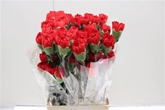 Dianthus Single Red Magic 70cm
