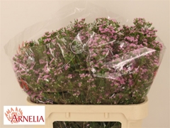 Chamelaucium Pirouette 70cm 70gr.