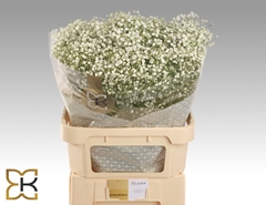 Gypsophila Paniculata Xlence 80cm 40gr.