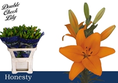 Lily La Honesty 85cm 3+