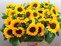 Helianthus Premier Orange 70cm