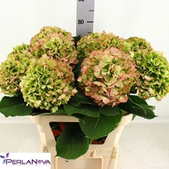 Hydrangea Verena Classic 80cm 20-22cm Hd