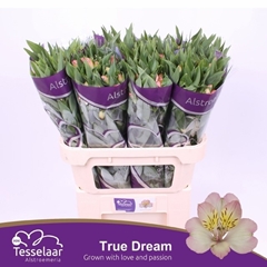 Alstroemeria True Dream 75cm 50gr.