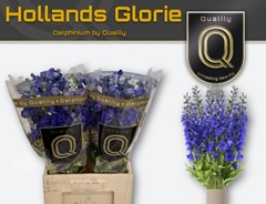 Delphinium Double Delphis Holland Glorie 70cm