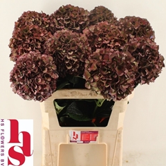 Hydrangea Pink Ruby Classic 80cm 20-22cm Hd