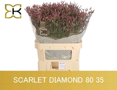 Limonium Sinense Scarlet Diamond 80cm 35gr.