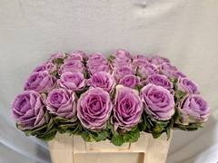 Brassica Crane Pink 50cm