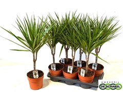 Dracaena 17Ø 65cm