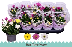 Chrysanth Mix 12Ø 25cm