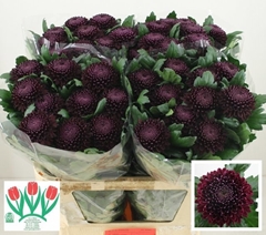 Chrysanth Single Poker 75cm 80gr.