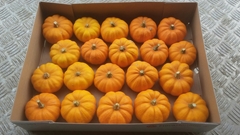 Cucurbita Pepo Jack Be Little 9cm