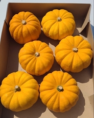 Cucurbita Pepo Jack Be Little 20cm
