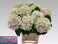 Hydrangea Verena Classic 80cm 20-22cm Hd