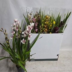 Cymbidium Mixed 14Ø 85cm 4st