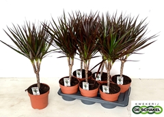 Dracaena Magenta 17Ø 65cm
