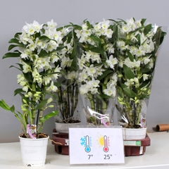 Dendrobium Star Class Apollon 12Ø 55cm 3st