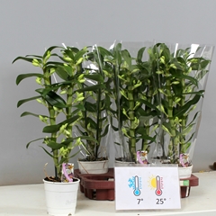 Dendrobium Star Class Apollon 12Ø 50cm 2st