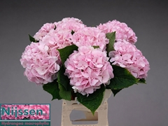 Hydrangea Verena 60cm 18-20cm Hd