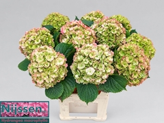 Hydrangea Adora Classic 80cm 20-22cm Hd