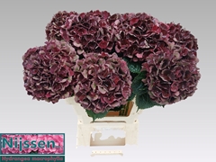 Hydrangea Dark Ruby Classic 60cm 14-16cm Hd
