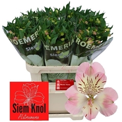 Alstroemeria Wonder Sweet 75cm 75gr.