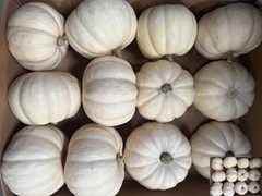 Cucurbita Pepo Baby Boo 24cm