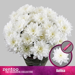 Chrysanth Spray Baltica 70cm 85gr.