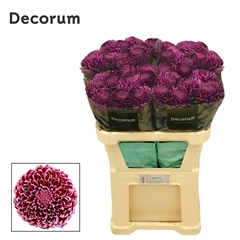 Chrysanth Single Bigoudi Purple 75cm 105gr.