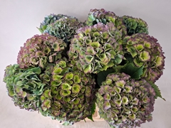 Hydrangea Royal Parade Classic 60cm 17-19cm Hd
