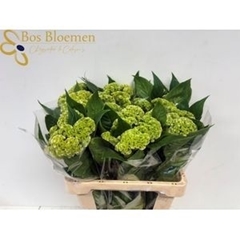Celosia Act Verda 60cm