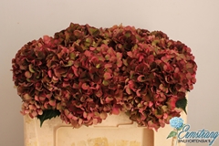 Hydrangea Pink Ruby Classic 50cm 14-16cm Hd