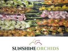 Cymbidium Mini Mix 60cm
