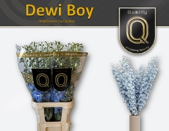 Delphinium Double Dewi Boy 100cm