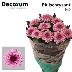 Chrysanth Single Pip 70cm 100gr.