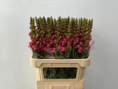 Antirrhinum Avignon Cherry Rose 80cm