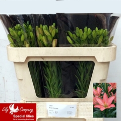 Lily Asiatic Pink Cocotte 60cm 3+