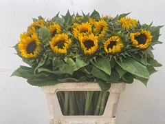 Helianthus Sunrich Orange 80cm