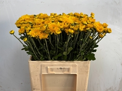 Chrysanth Spray Littleton Yellow 60cm 65gr.