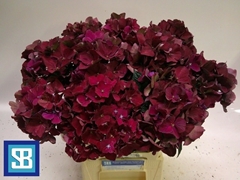 Hydrangea Pink Ruby 60cm 15-17cm Hd