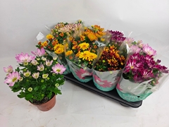 Chrysanth Mix 6 Mix 14Ø 28cm