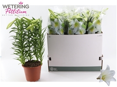 Lilium Miracle 19Ø 55cm