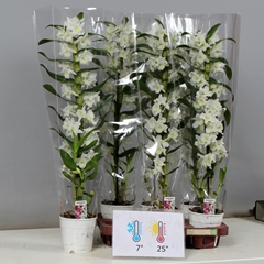 Dendrobium Nobile Cultivars 12Ø 70cm 1st