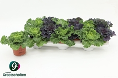 Brassica Oleracea 10Ø 15cm