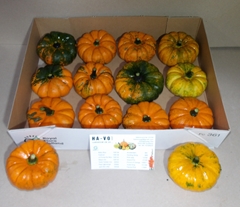 Cucurbita Pepo Jack Be Little 10cm