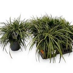 Carex Ice Dance 19Ø 50cm