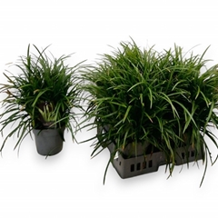 Carex Morrowii 19Ø 50cm