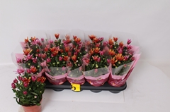 Chrysanth Mix 12Ø 26cm