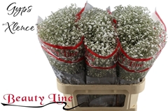 Gypsophila Paniculata Xlence 80cm 20gr.